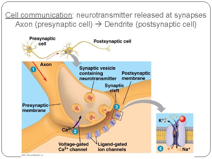Cell communication: neurotransmitter released at synapses Axon (presynaptic cell) Dendrite (postsynaptic cell) 