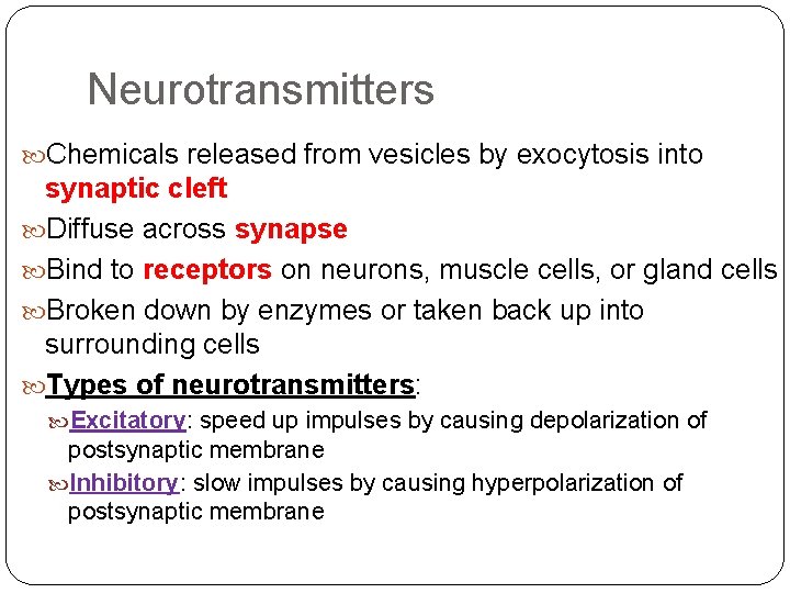 Neurotransmitters Chemicals released from vesicles by exocytosis into synaptic cleft Diffuse across synapse Bind