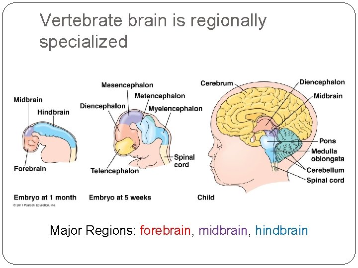 Vertebrate brain is regionally specialized Major Regions: forebrain, midbrain, hindbrain 