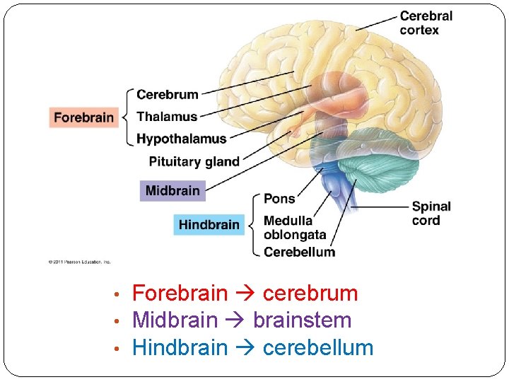  • • • Forebrain cerebrum Midbrain brainstem Hindbrain cerebellum 