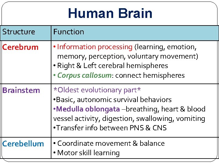 Human Brain Structure Function Cerebrum • Information processing (learning, emotion, memory, perception, voluntary movement)