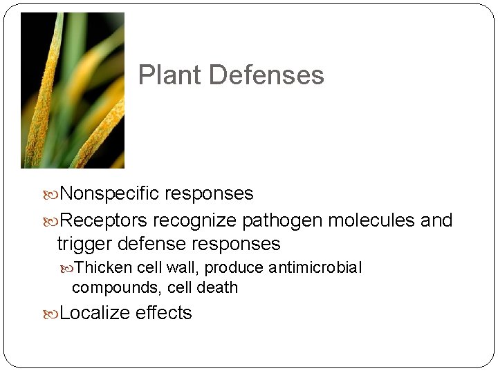 Plant Defenses Nonspecific responses Receptors recognize pathogen molecules and trigger defense responses Thicken cell