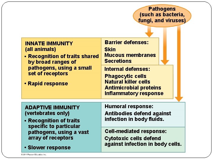 Pathogens (such as bacteria, fungi, and viruses) INNATE IMMUNITY (all animals) • Recognition of
