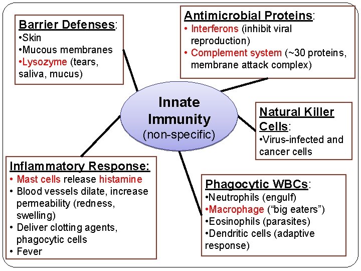 Antimicrobial Proteins: Barrier Defenses: • Interferons (inhibit viral reproduction) • Complement system (~30 proteins,