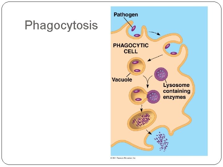 Phagocytosis 