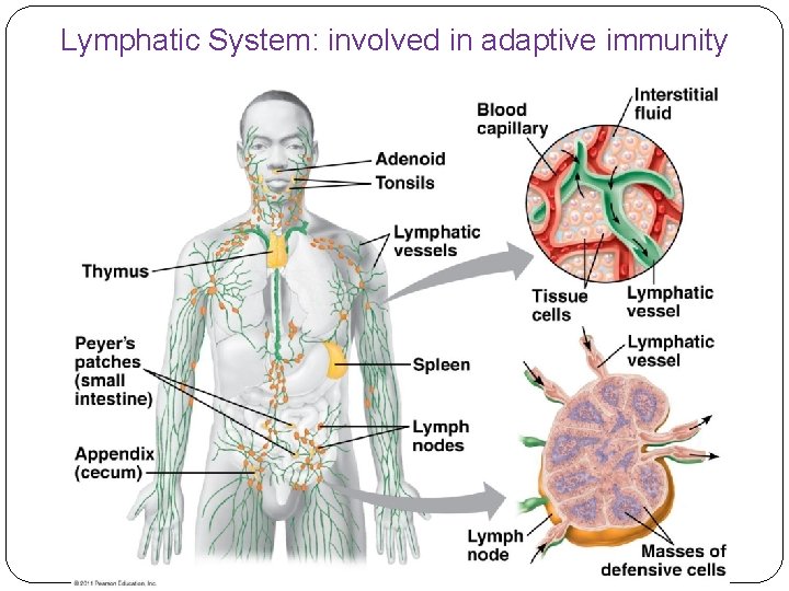 Lymphatic System: involved in adaptive immunity 