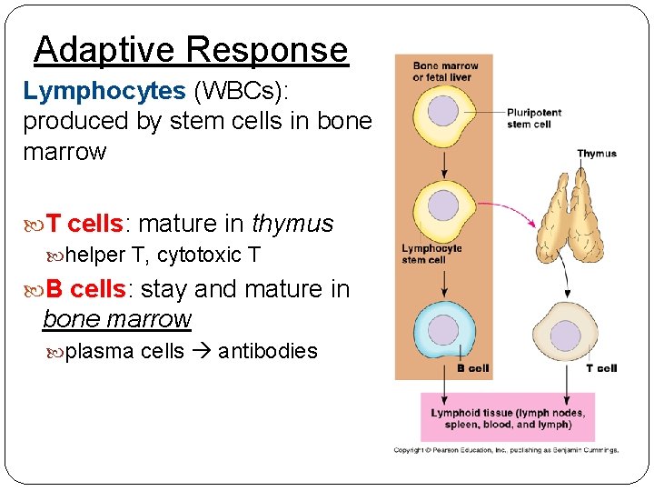 Adaptive Response Lymphocytes (WBCs): produced by stem cells in bone marrow T cells: cells
