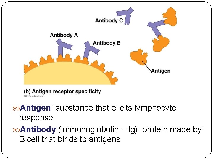  Antigen: Antigen substance that elicits lymphocyte response Antibody (immunoglobulin – Ig): protein made