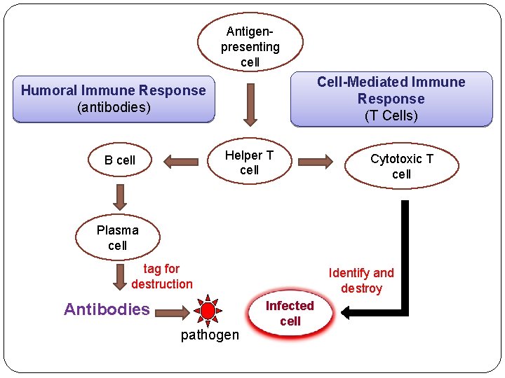 Antigenpresenting cell Cell-Mediated Immune Response (T Cells) Humoral Immune Response (antibodies) Helper T cell