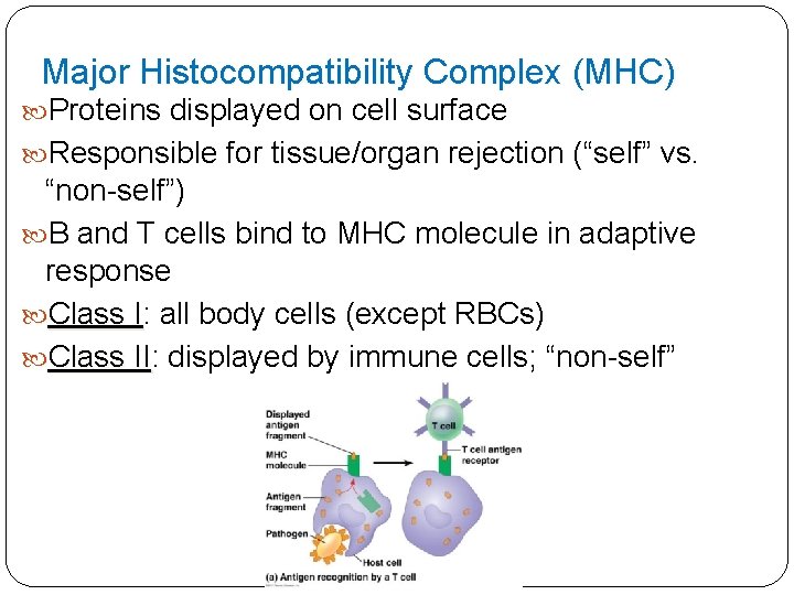 Major Histocompatibility Complex (MHC) Proteins displayed on cell surface Responsible for tissue/organ rejection (“self”