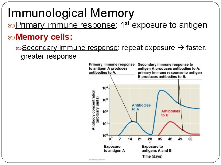 Immunological Memory Primary immune response: 1 st exposure to antigen Memory cells: Secondary immune
