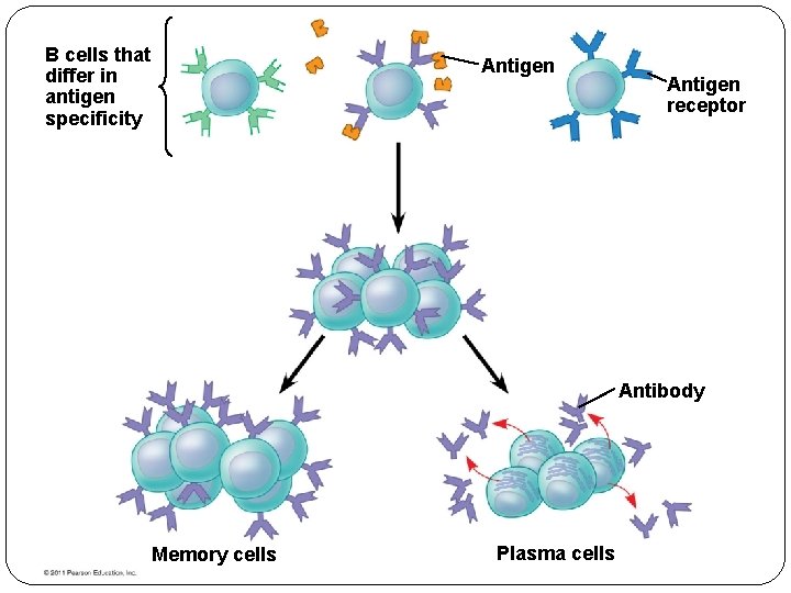 B cells that differ in antigen specificity Antigen receptor Antibody Memory cells Plasma cells