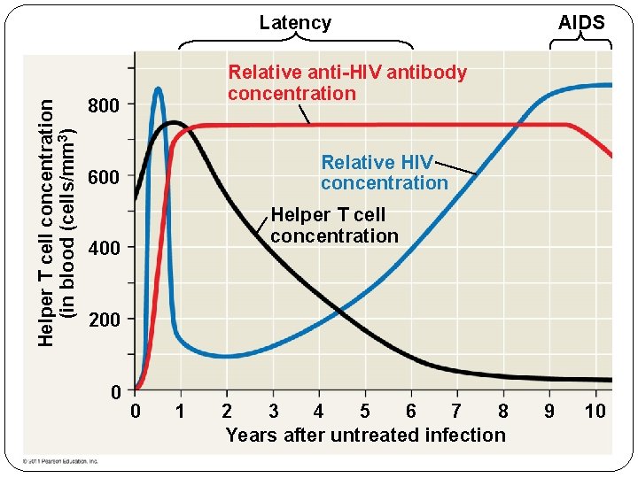 Helper T cell concentration (in blood (cells/mm 3) Latency AIDS Relative anti-HIV antibody concentration