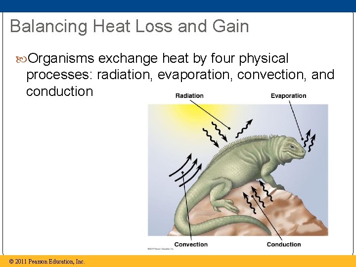 Balancing Heat Loss and Gain Organisms exchange heat by four physical processes: radiation, evaporation,