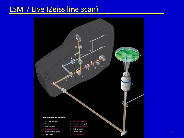 LSM 7 Live (Zeiss line scan) 6 