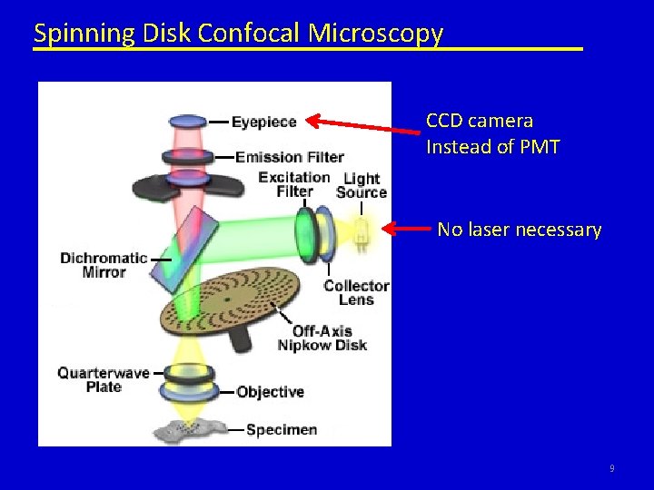 Spinning Disk Confocal Microscopy CCD camera Instead of PMT No laser necessary 9 