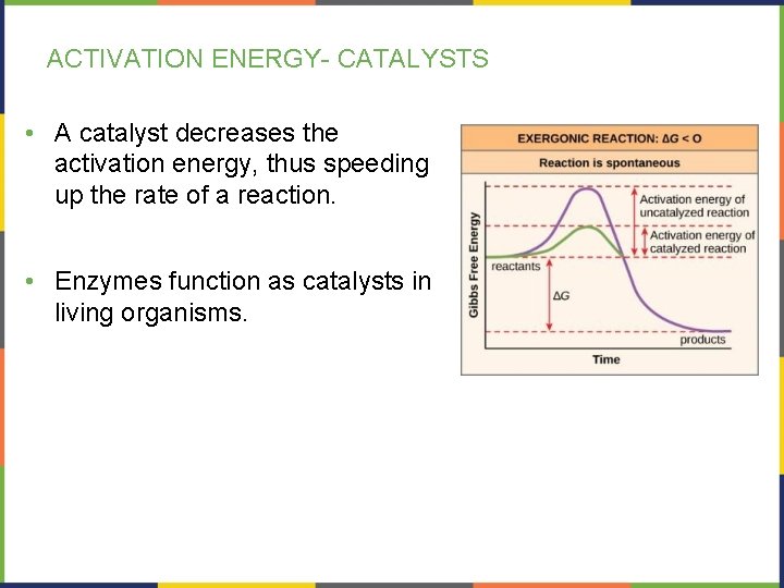 ACTIVATION ENERGY- CATALYSTS • A catalyst decreases the activation energy, thus speeding up the