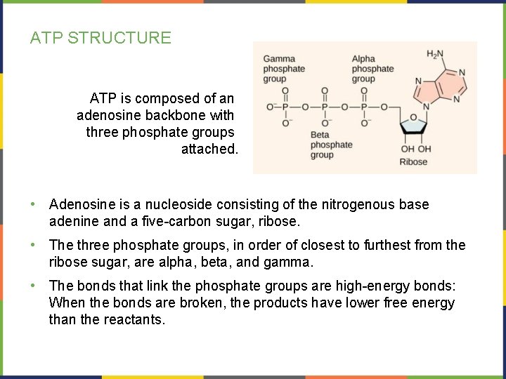 ATP STRUCTURE ATP is composed of an adenosine backbone with three phosphate groups attached.