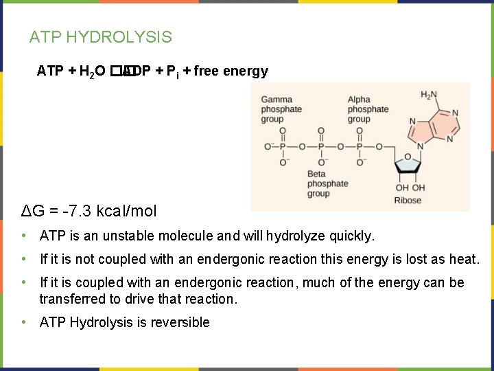 ATP HYDROLYSIS ATP + H 2 O �� ADP + Pi + free energy