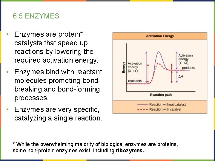 6. 5 ENZYMES • Enzymes are protein* catalysts that speed up reactions by lowering