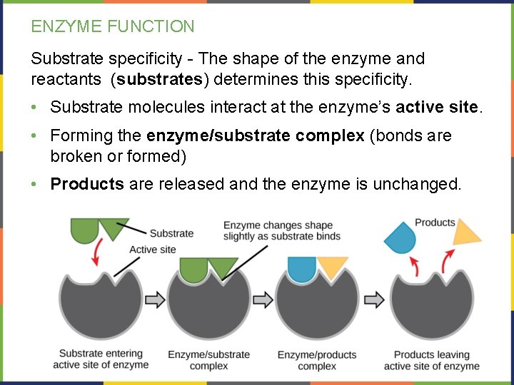 ENZYME FUNCTION Substrate specificity - The shape of the enzyme and reactants (substrates) determines