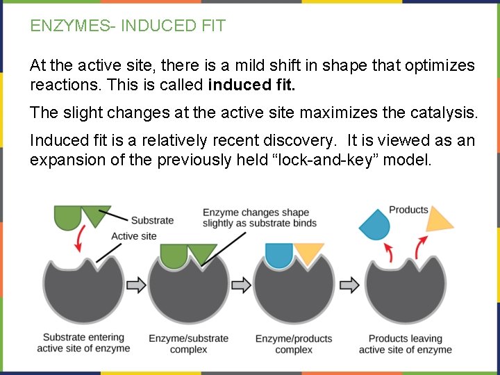 ENZYMES- INDUCED FIT At the active site, there is a mild shift in shape
