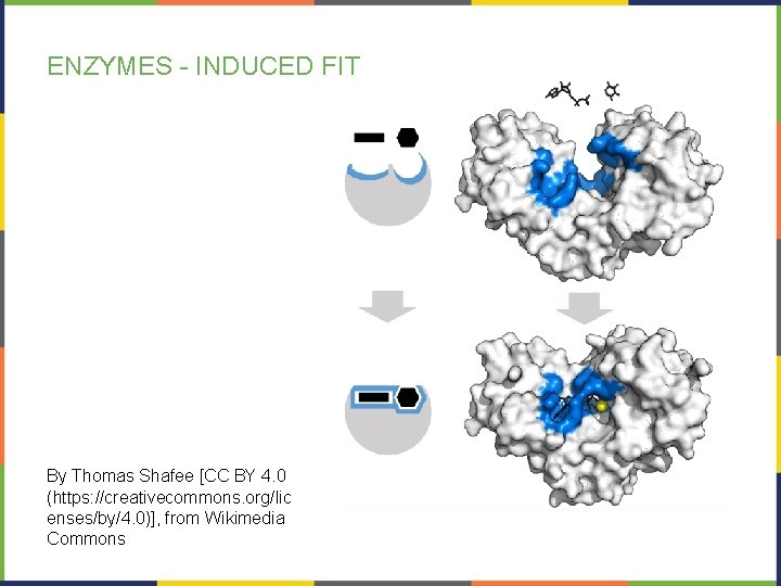 ENZYMES - INDUCED FIT By Thomas Shafee [CC BY 4. 0 (https: //creativecommons. org/lic