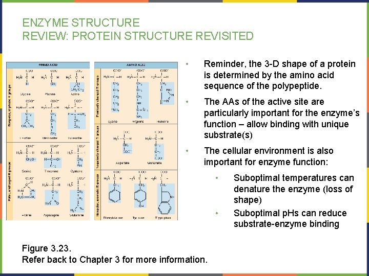 ENZYME STRUCTURE REVIEW: PROTEIN STRUCTURE REVISITED • Reminder, the 3 -D shape of a