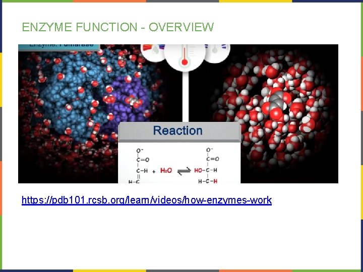 ENZYME FUNCTION - OVERVIEW https: //pdb 101. rcsb. org/learn/videos/how-enzymes-work 