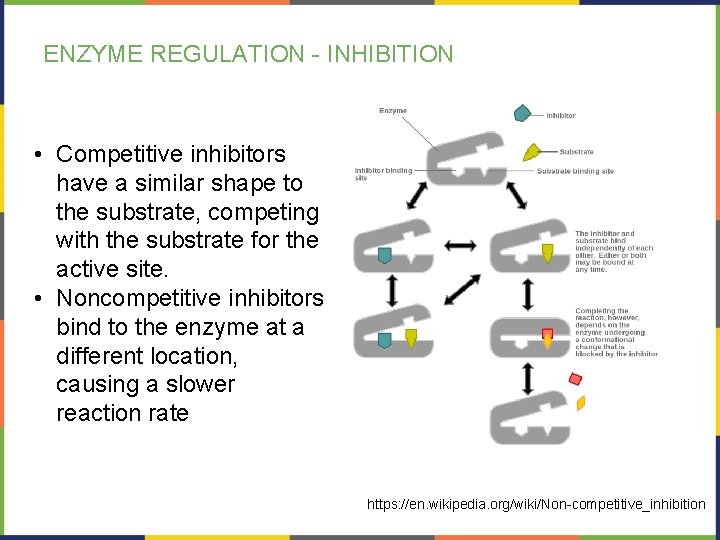 ENZYME REGULATION - INHIBITION • Competitive inhibitors have a similar shape to the substrate,