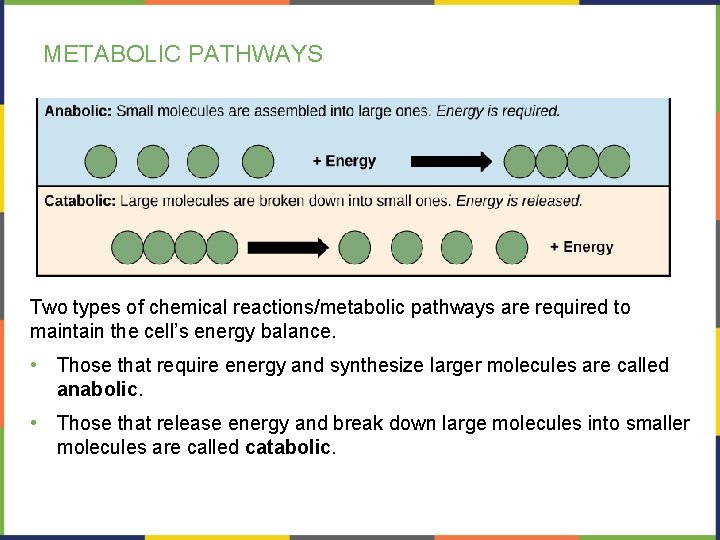 METABOLIC PATHWAYS Two types of chemical reactions/metabolic pathways are required to maintain the cell’s