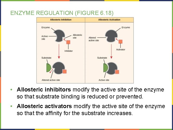 ENZYME REGULATION (FIGURE 6. 18) • Allosteric inhibitors modify the active site of the