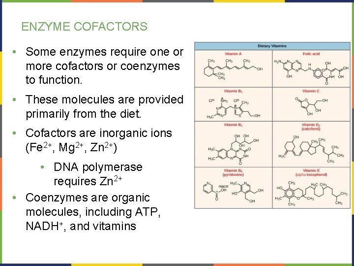 ENZYME COFACTORS • Some enzymes require one or more cofactors or coenzymes to function.