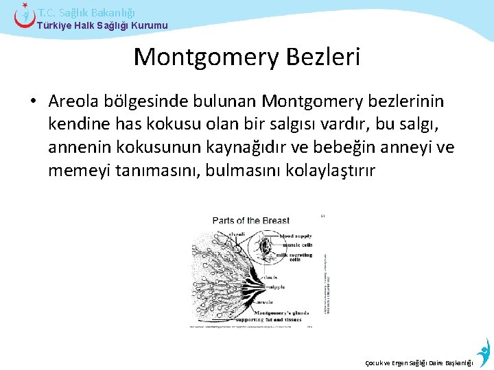 T. C. Sağlık Bakanlığı Türkiye Halk Sağlığı Kurumu Montgomery Bezleri • Areola bölgesinde bulunan