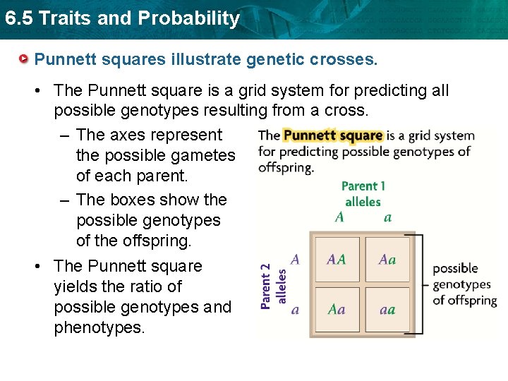 6. 5 Traits and Probability Punnett squares illustrate genetic crosses. • The Punnett square