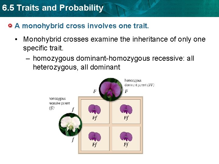 6. 5 Traits and Probability A monohybrid cross involves one trait. • Monohybrid crosses