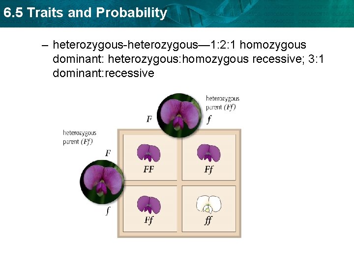 6. 5 Traits and Probability – heterozygous-heterozygous— 1: 2: 1 homozygous dominant: heterozygous: homozygous