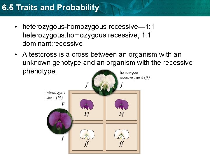6. 5 Traits and Probability • heterozygous-homozygous recessive— 1: 1 heterozygous: homozygous recessive; 1: