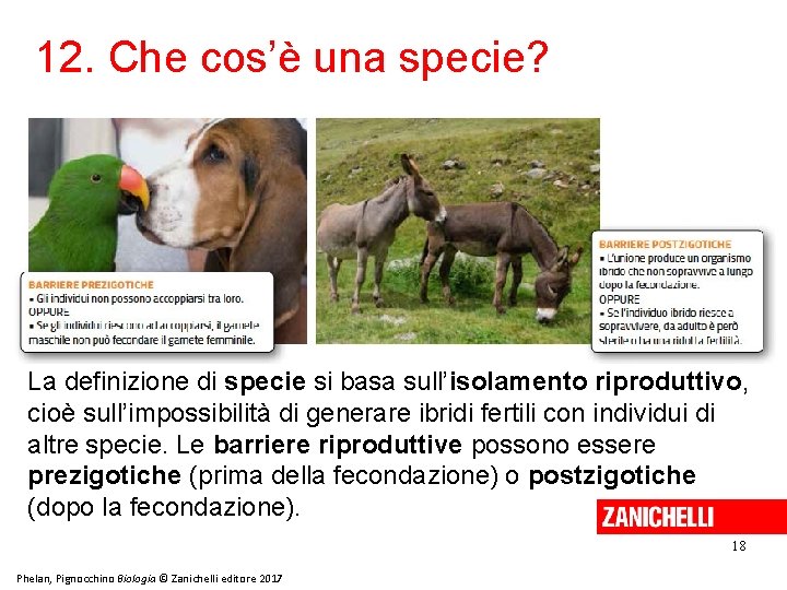 12. Che cos’è una specie? La definizione di specie si basa sull’isolamento riproduttivo, cioè