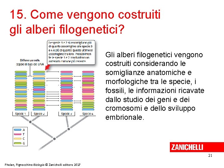 15. Come vengono costruiti gli alberi filogenetici? Gli alberi filogenetici vengono costruiti considerando le