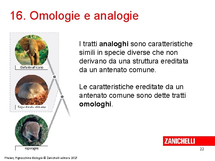 16. Omologie e analogie I tratti analoghi sono caratteristiche simili in specie diverse che