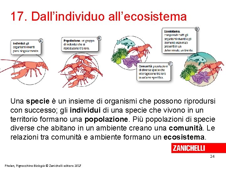 17. Dall’individuo all’ecosistema Una specie è un insieme di organismi che possono riprodursi con