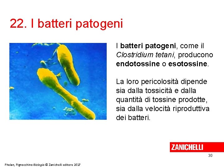 22. I batteri patogeni, come il Clostridium tetani, producono endotossine o esotossine. La loro