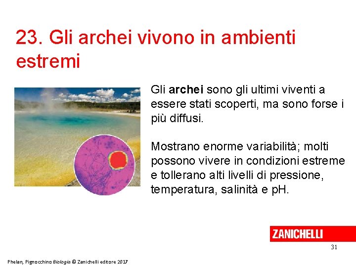 23. Gli archei vivono in ambienti estremi Gli archei sono gli ultimi viventi a