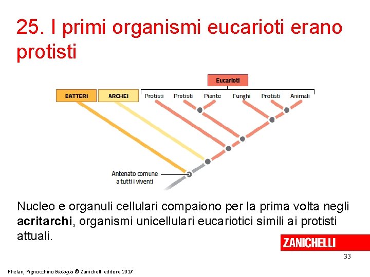 25. I primi organismi eucarioti erano protisti Nucleo e organuli cellulari compaiono per la