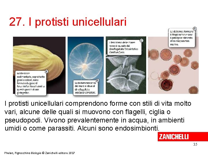 27. I protisti unicellulari comprendono forme con stili di vita molto vari, alcune delle