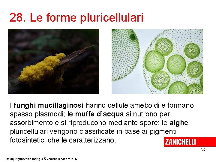 28. Le forme pluricellulari I funghi mucillaginosi hanno cellule ameboidi e formano spesso plasmodi;