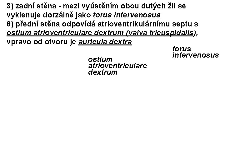 3) zadní stěna - mezi vyústěním obou dutých žil se vyklenuje dorzálně jako torus