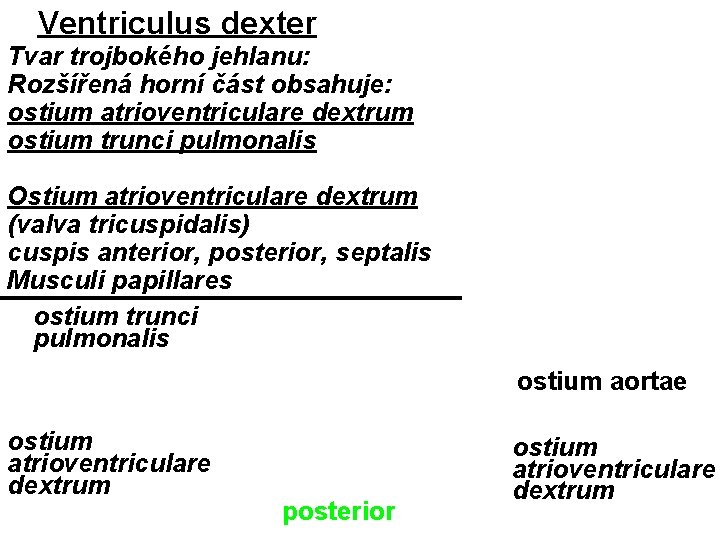 Ventriculus dexter Tvar trojbokého jehlanu: Rozšířená horní část obsahuje: ostium atrioventriculare dextrum ostium trunci