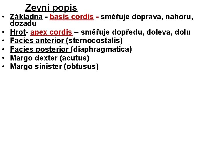 Zevní popis • Základna - basis cordis - směřuje doprava, nahoru, dozadu • Hrot-